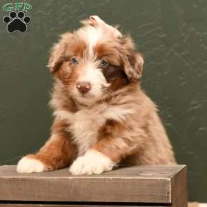 Abby, Mini Aussiedoodle Puppy