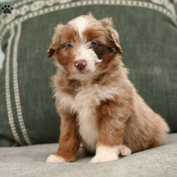 Abby, Mini Aussiedoodle Puppy