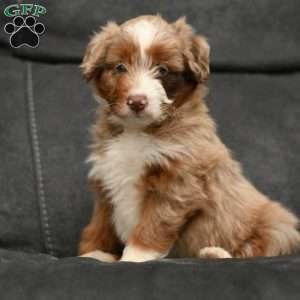 Abby, Mini Aussiedoodle Puppy