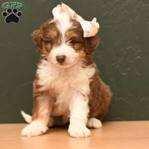Celia, Mini Aussiedoodle Puppy
