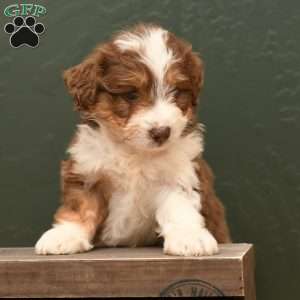Celia, Mini Aussiedoodle Puppy