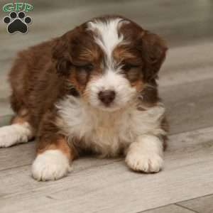 Celia, Mini Aussiedoodle Puppy