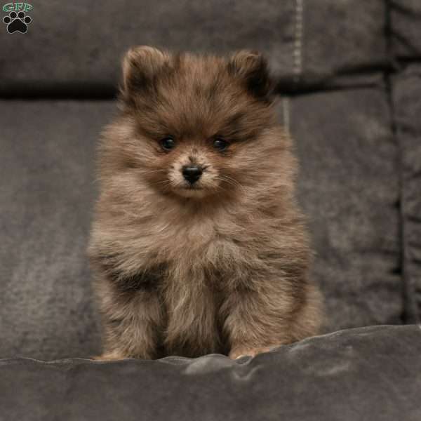 Warden, Pomeranian Puppy