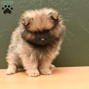 Winnie, Pomeranian Puppy