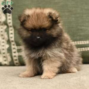 Winnie, Pomeranian Puppy