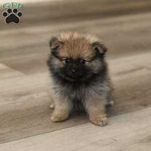 Winnie, Pomeranian Puppy