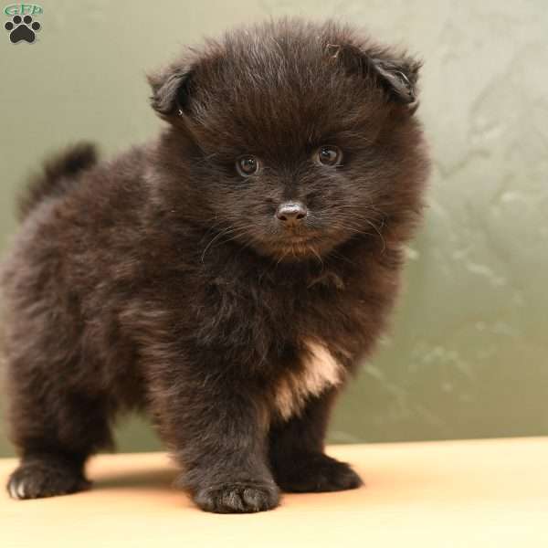Wyatt, Pomeranian Puppy