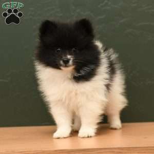 Wisteria, Pomeranian Puppy