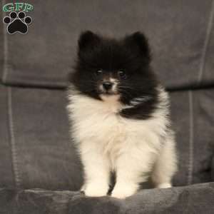 Wisteria, Pomeranian Puppy