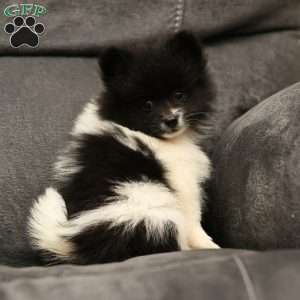 Wisteria, Pomeranian Puppy