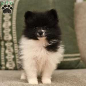 Wisteria, Pomeranian Puppy