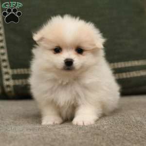 Sammy, Pomeranian Puppy