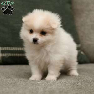Sammy, Pomeranian Puppy
