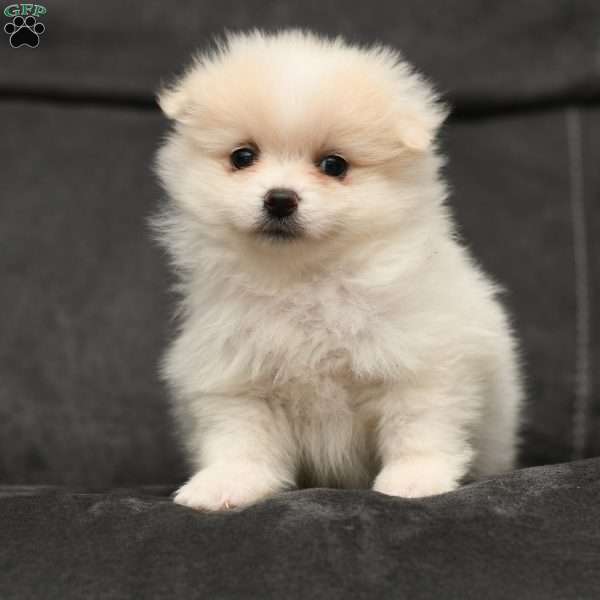 Sammy, Pomeranian Puppy