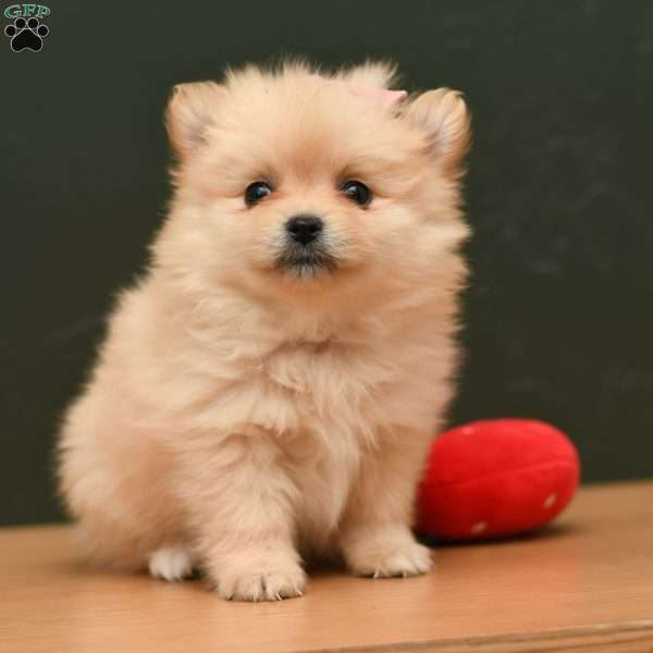 Sadie, Pomeranian Puppy