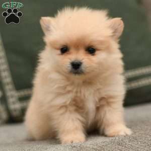 Sadie, Pomeranian Puppy