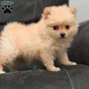 Sadie, Pomeranian Puppy