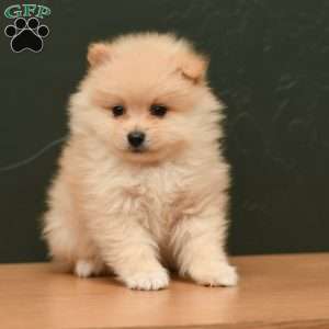 Simba, Pomeranian Puppy