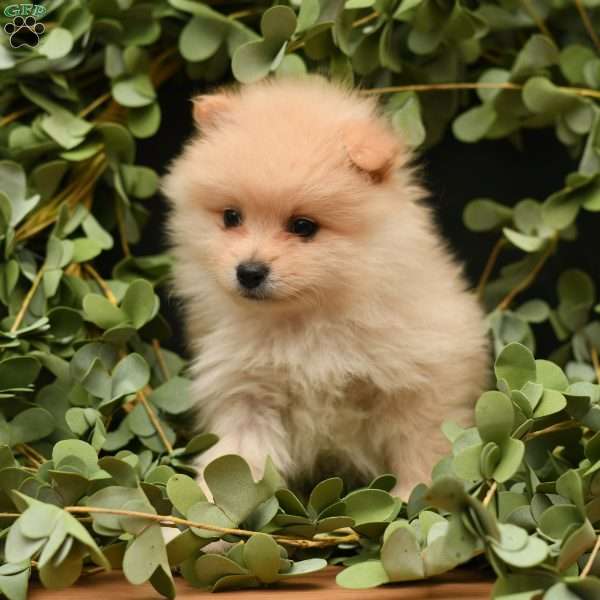Simba, Pomeranian Puppy