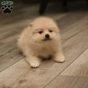 Simba, Pomeranian Puppy