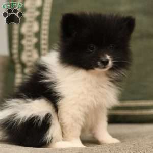 Wisteria, Pomeranian Puppy