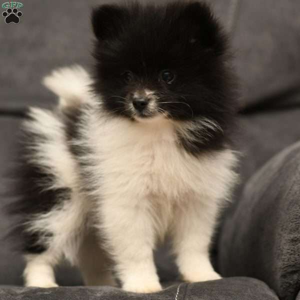 Wisteria, Pomeranian Puppy
