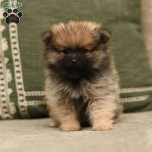 Winnie, Pomeranian Puppy