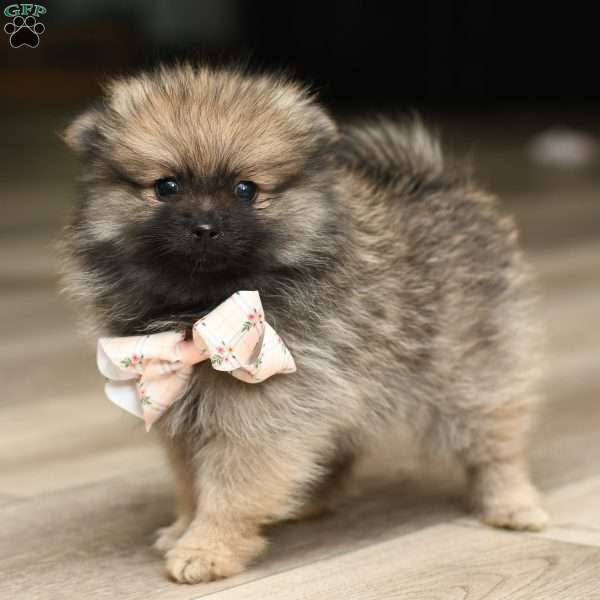 Winnie, Pomeranian Puppy