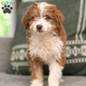 Celia, Mini Aussiedoodle Puppy