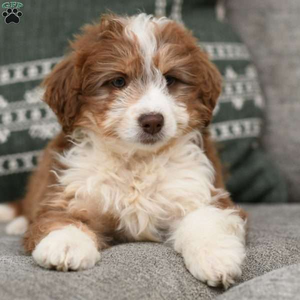 Celia, Mini Aussiedoodle Puppy