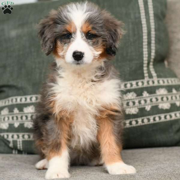 Fiona, Mini Aussiedoodle Puppy
