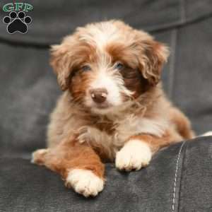 Abby, Mini Aussiedoodle Puppy