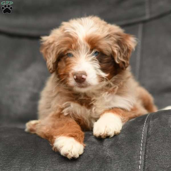 Abby, Mini Aussiedoodle Puppy