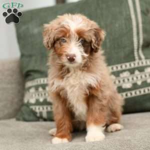 Abby, Mini Aussiedoodle Puppy