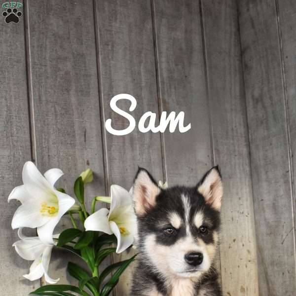 Sam, Alaskan Malamute Puppy