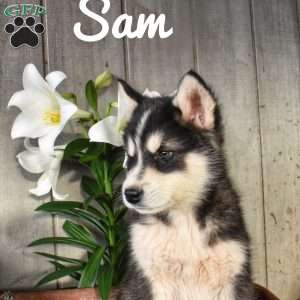 Sam, Alaskan Malamute Puppy