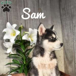 Sam, Alaskan Malamute Puppy