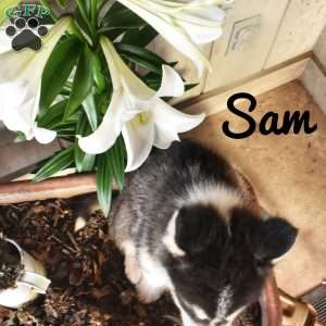 Sam, Alaskan Malamute Puppy