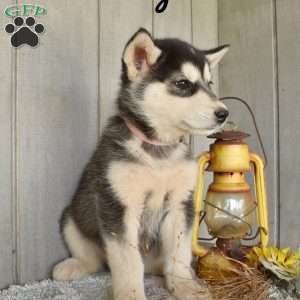 Mary, Alaskan Malamute Puppy