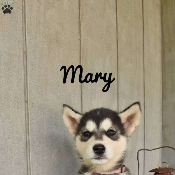 Mary, Alaskan Malamute Puppy