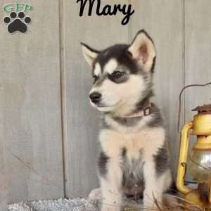 Mary, Alaskan Malamute Puppy