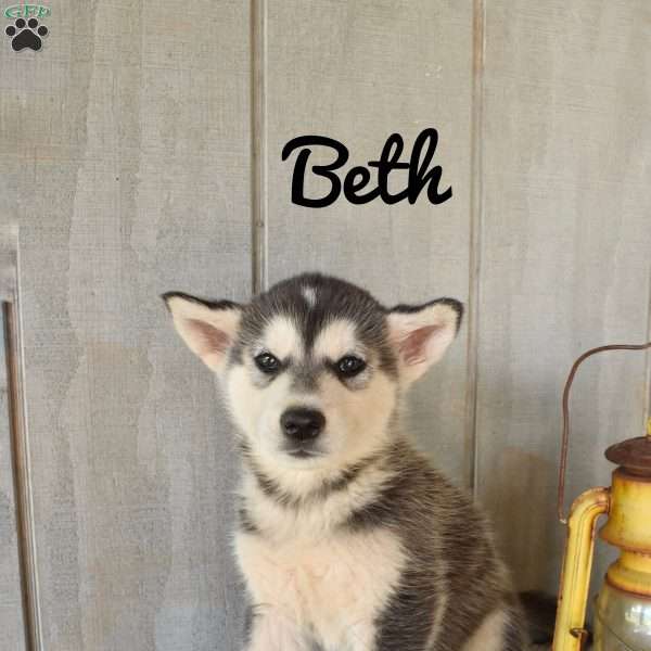 Beth, Alaskan Malamute Puppy