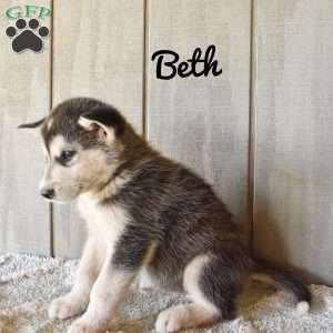 Beth, Alaskan Malamute Puppy