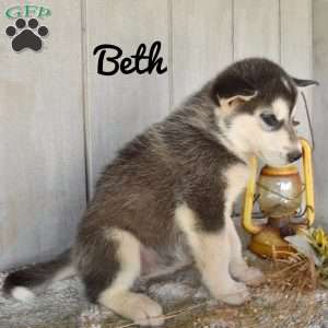 Beth, Alaskan Malamute Puppy