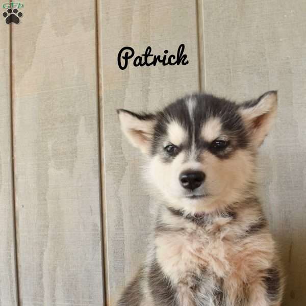 Patrick, Alaskan Malamute Puppy