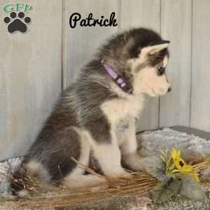 Patrick, Alaskan Malamute Puppy