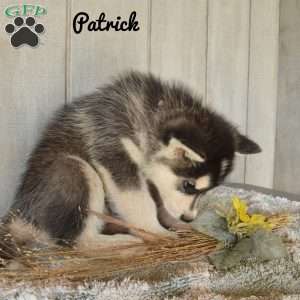 Patrick, Alaskan Malamute Puppy