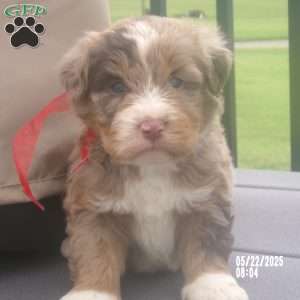 coco, Mini Bernedoodle Puppy