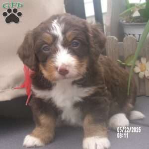 kaite, Mini Bernedoodle Puppy