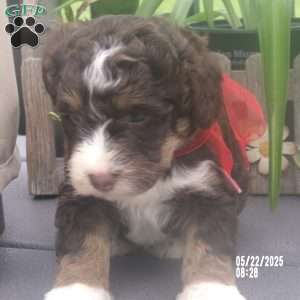 sara, Mini Bernedoodle Puppy